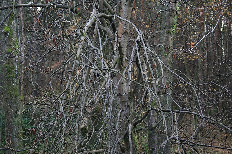 Rostoczek 11.2008 136